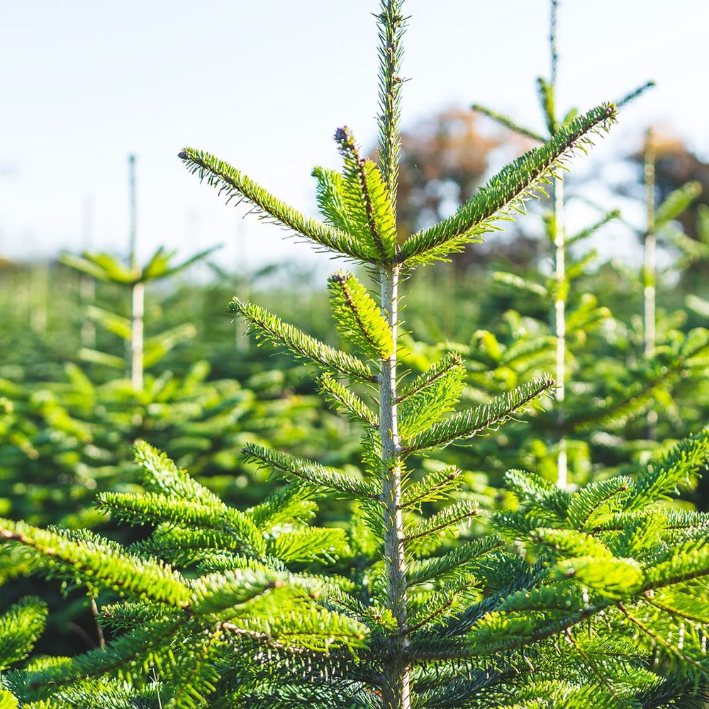 Nordmann Fir needles in the sun